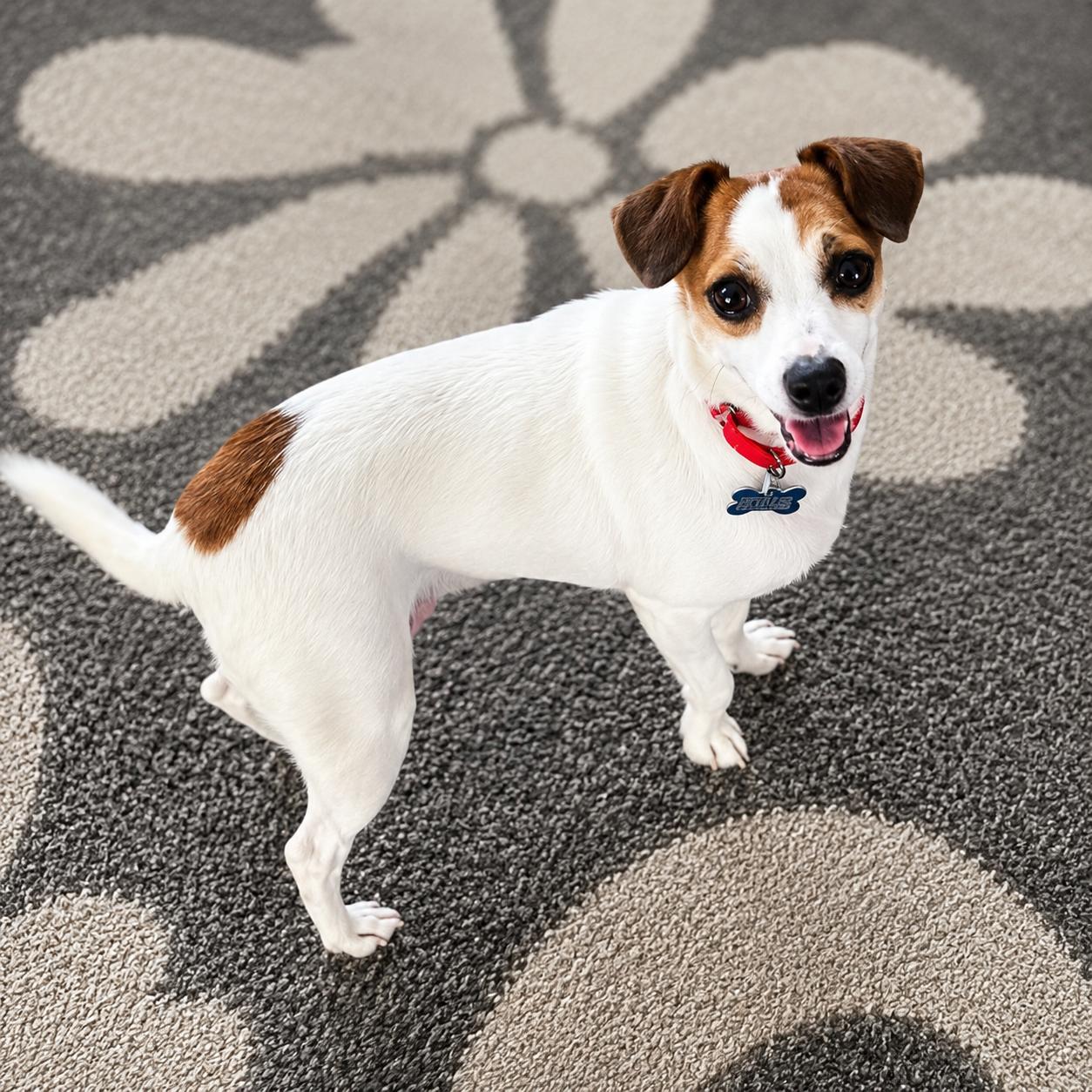 Mama, adopted, Adult Female Jack Russell Terrier.