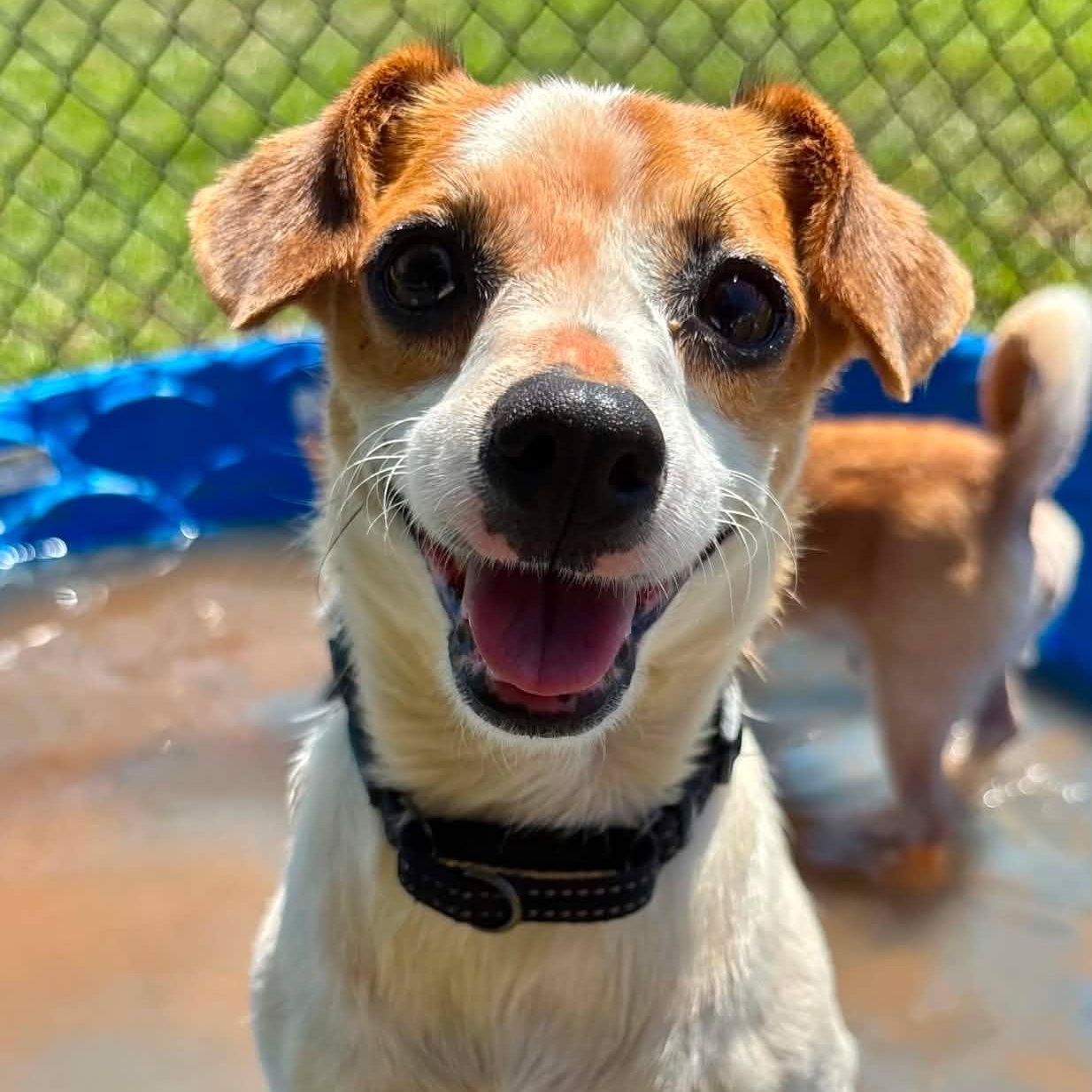 Mama, an adopted Jack Russell Terrier in Wappingers Falls, NY image 2/3
