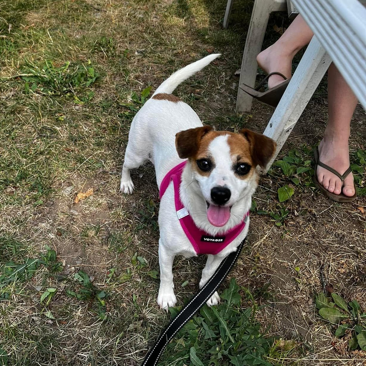 Mama, an adopted Jack Russell Terrier in Wappingers Falls, NY image 3/3