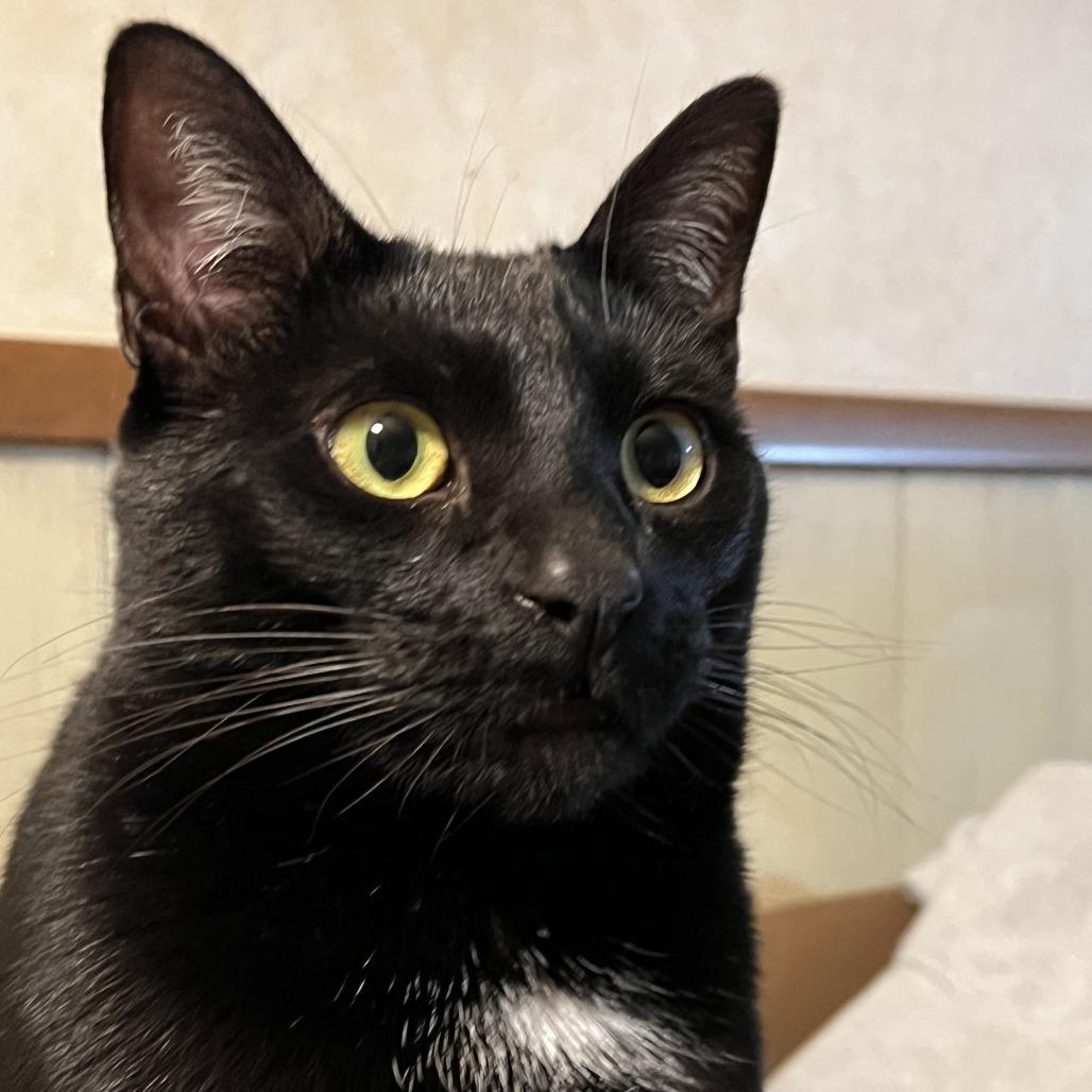 Stanley, Adoptable, Adult Male Domestic Short Hair.