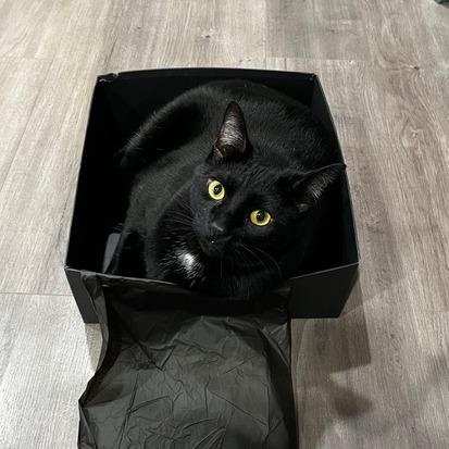 Stanley, Adoptable, Adult Male Domestic Short Hair.