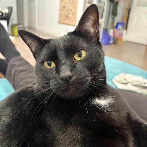 Stanley, a Adoptable Domestic Short Hair in Pacifica, CA image 2/6