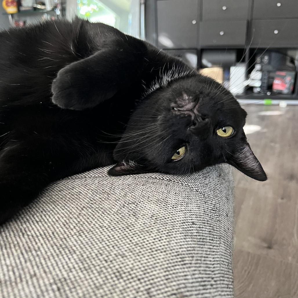 Stanley, a Adoptable Domestic Short Hair in Pacifica, CA image 3/6