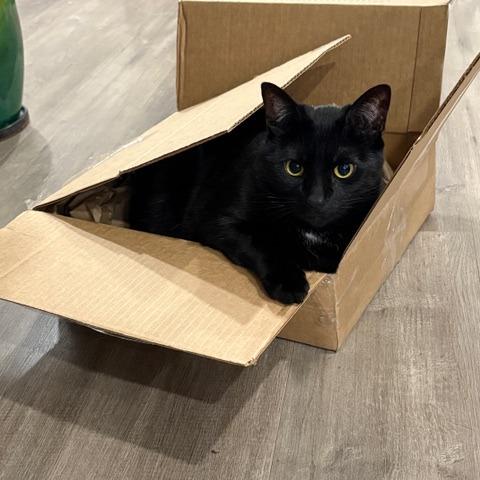 Stanley, a Adoptable Domestic Short Hair in Pacifica, CA image 5/6