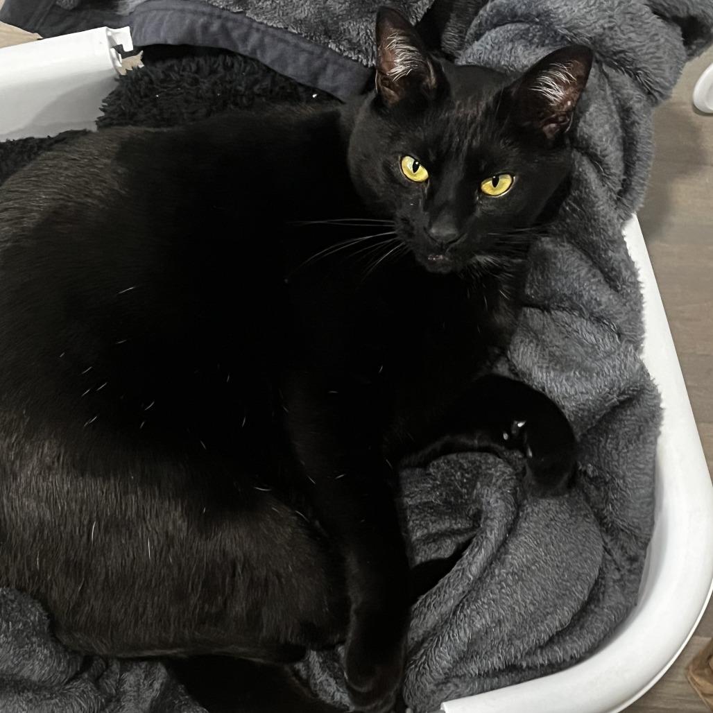 Stanley, a Adoptable Domestic Short Hair in Pacifica, CA image 6/6