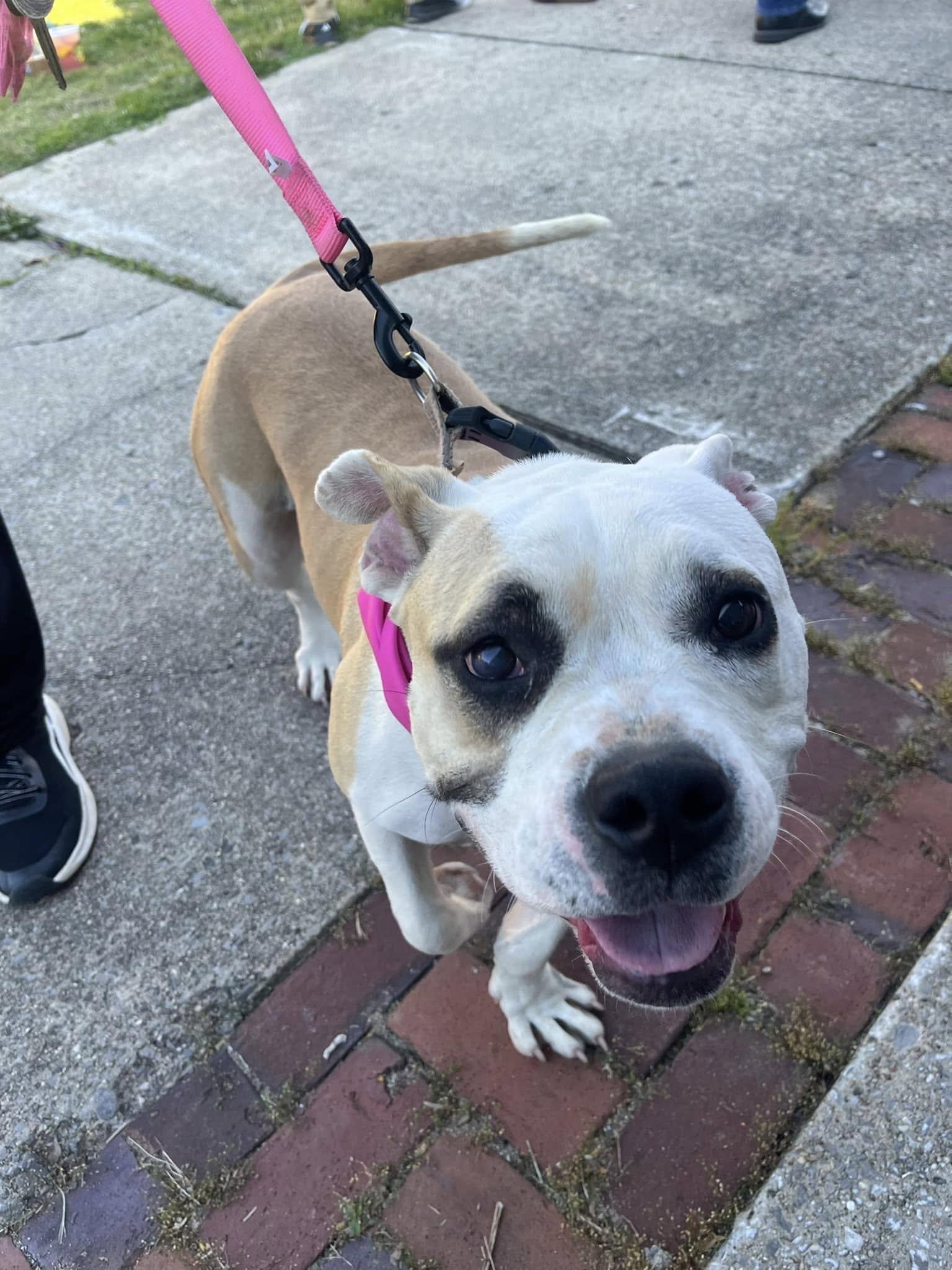 Joy, an adoptable mixed breed in Harrodsburg, KY image 3/4
