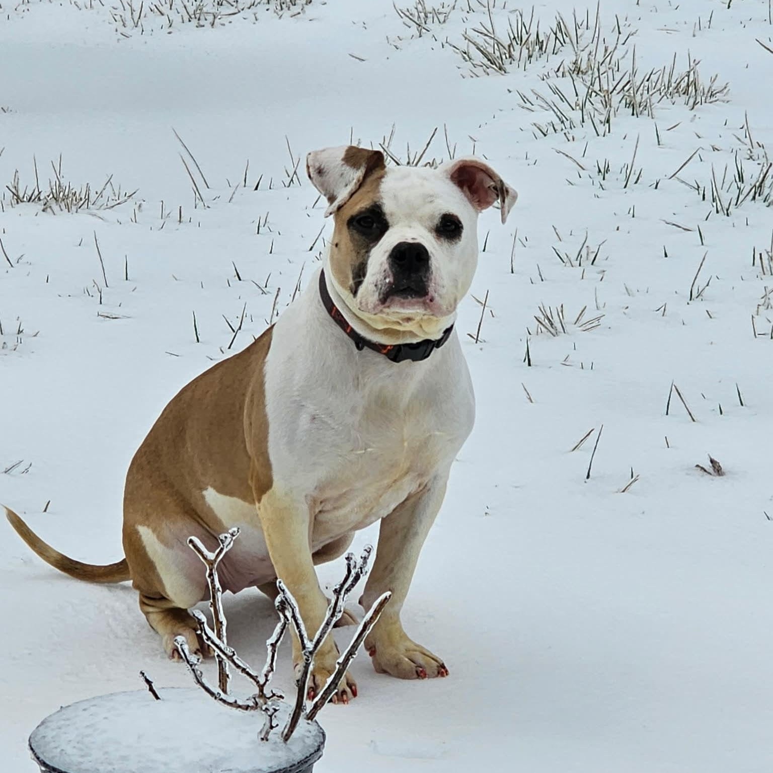 Enlarge Joy, an adoptable mixed breed in Harrodsburg, KY image 2/2