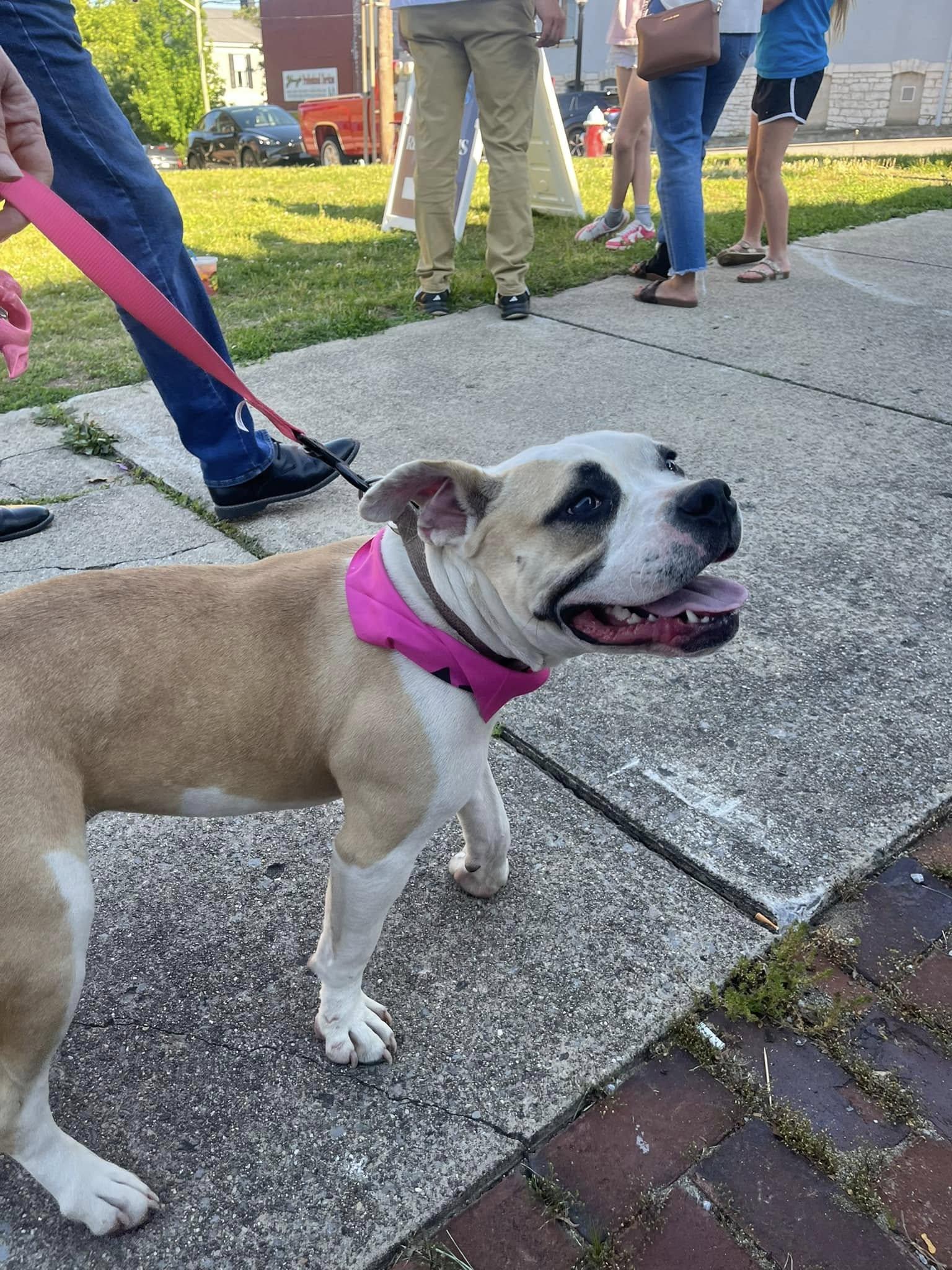Joy, adoptable, Young Female Boston Terrier.