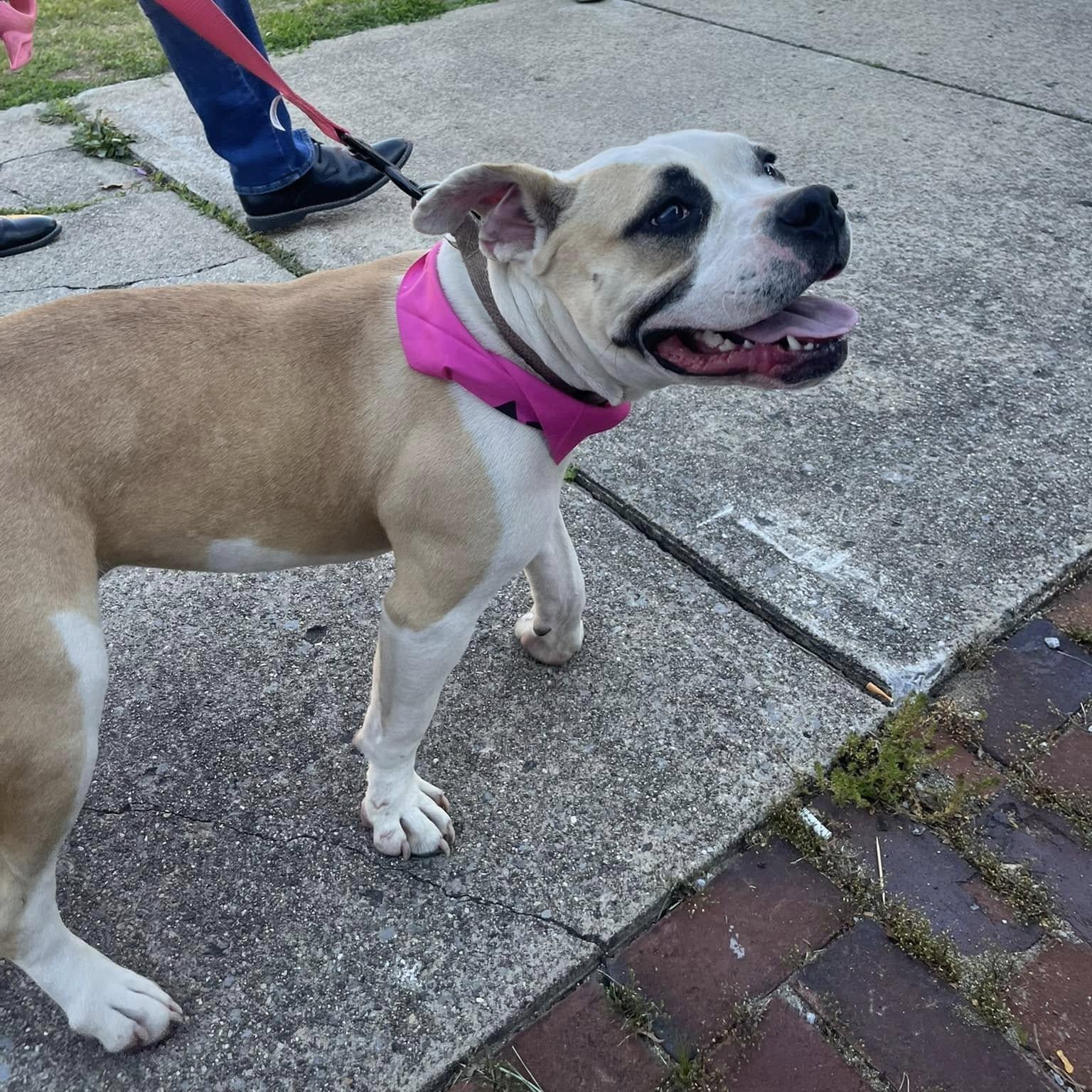 Enlarge Joy, an adoptable mixed breed in Harrodsburg, KY image 1/4