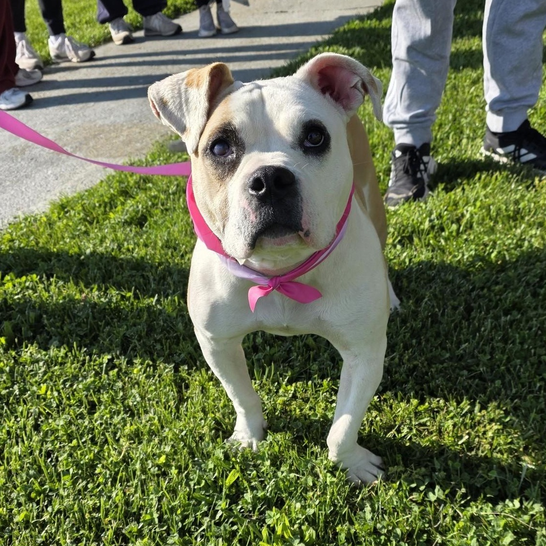 Enlarge Joy, an adoptable mixed breed in Harrodsburg, KY image 1/2
