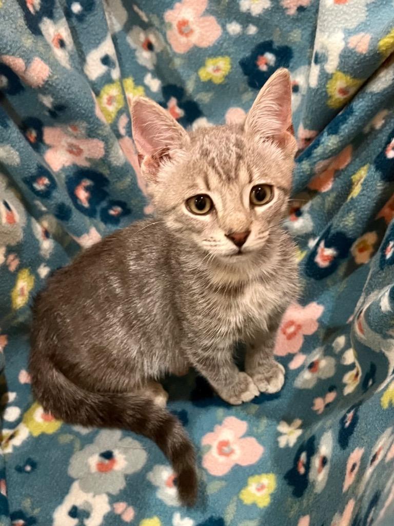 Coney, Adoptable, Kitten Male Domestic Short Hair.