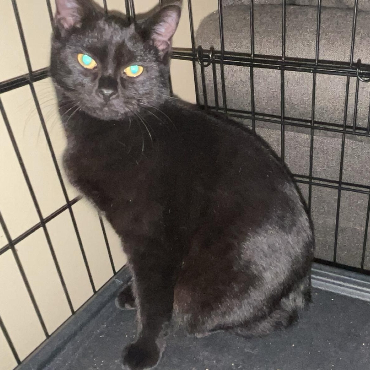 PECAN & APPLE, a Adoptable Domestic Short Hair in Boston, MA image 5/6