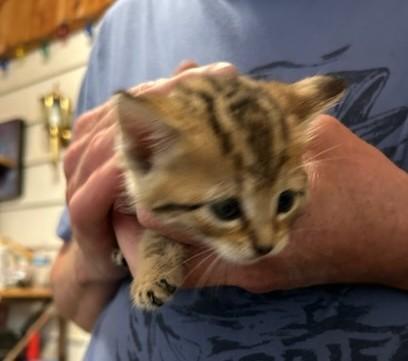 Daisy - Cuddly Bengal Mix Kitten, Adopted, Kitten Female Tiger & Bengal.