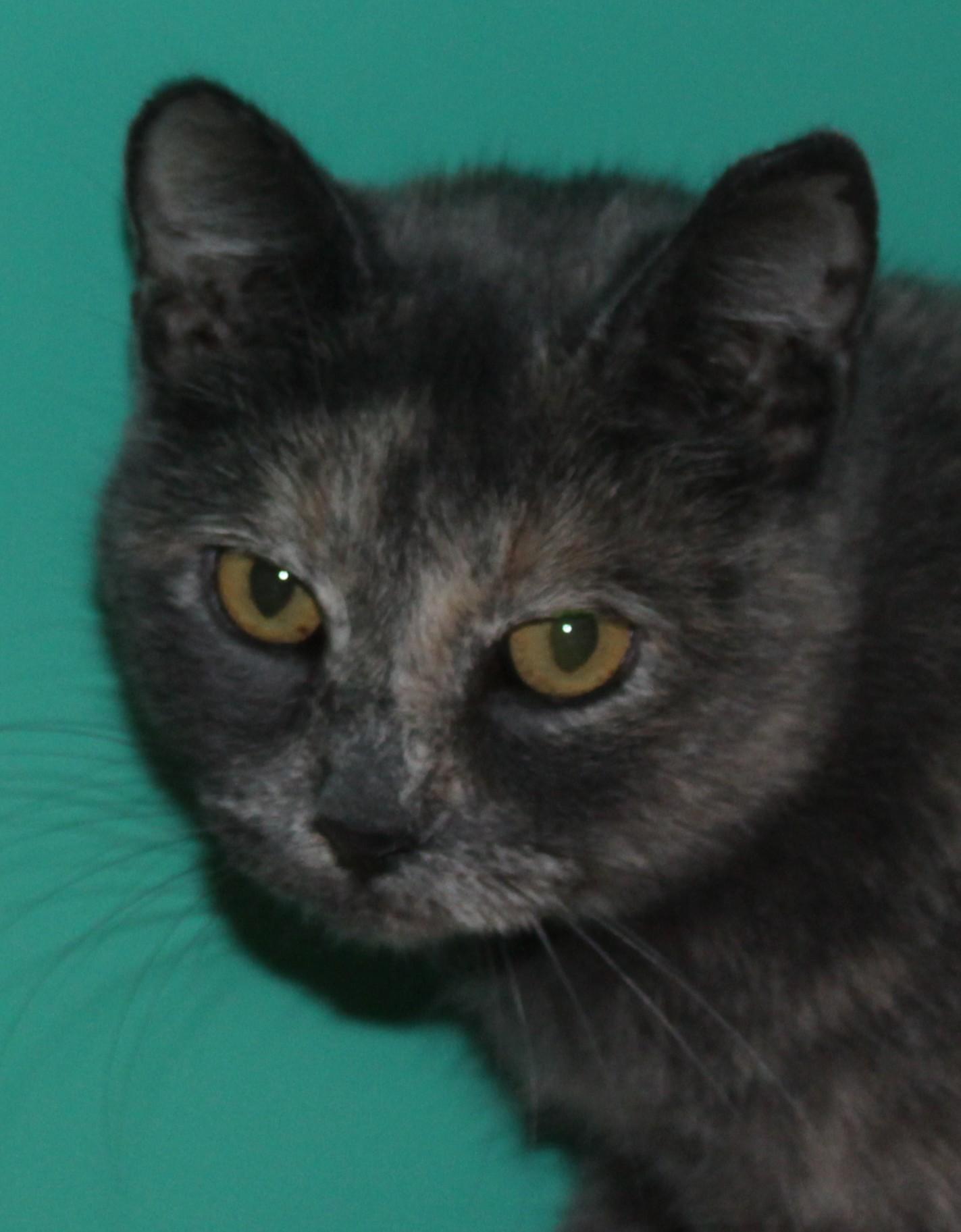 Glory, Adoptable, Adult Female Domestic Short Hair.