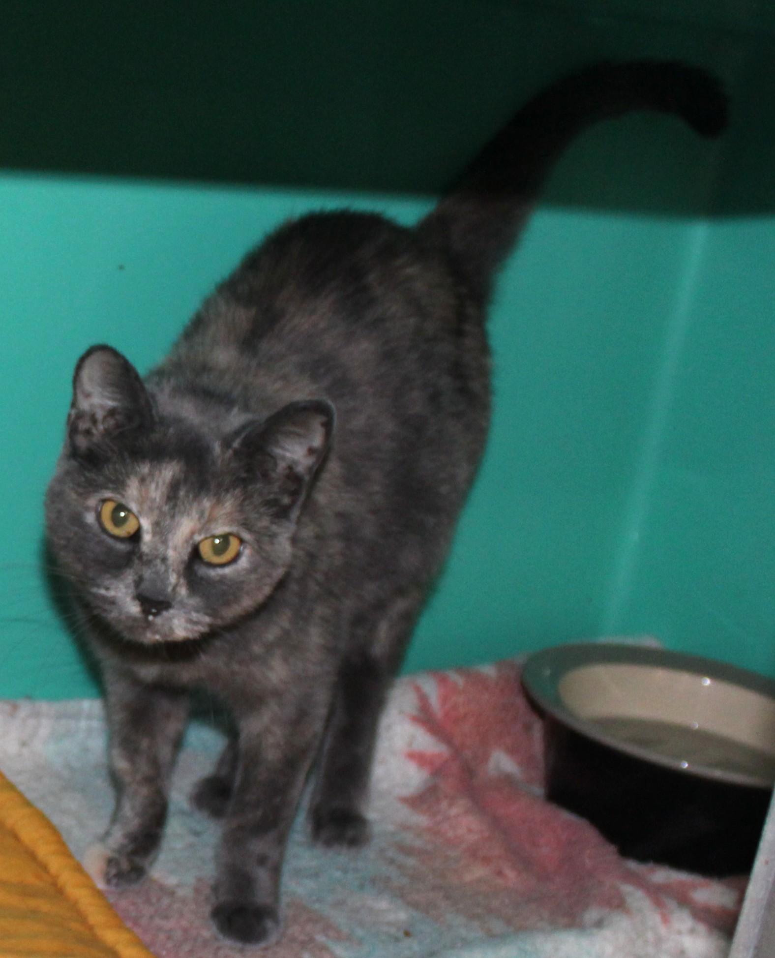 Enlarge Glory, a Adoptable mixed breed in Huron, SD image 2/4