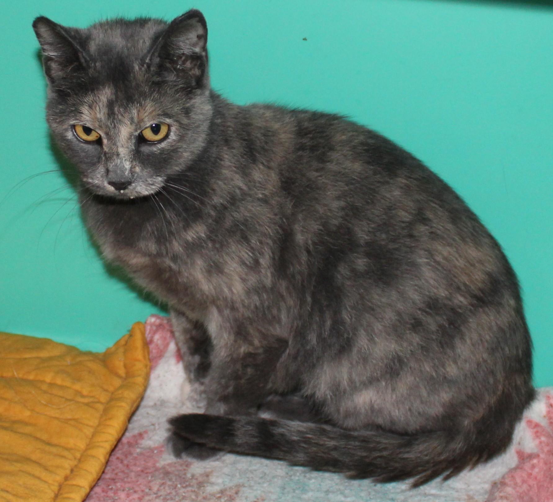 Enlarge Glory, a Adoptable mixed breed in Huron, SD image 3/4