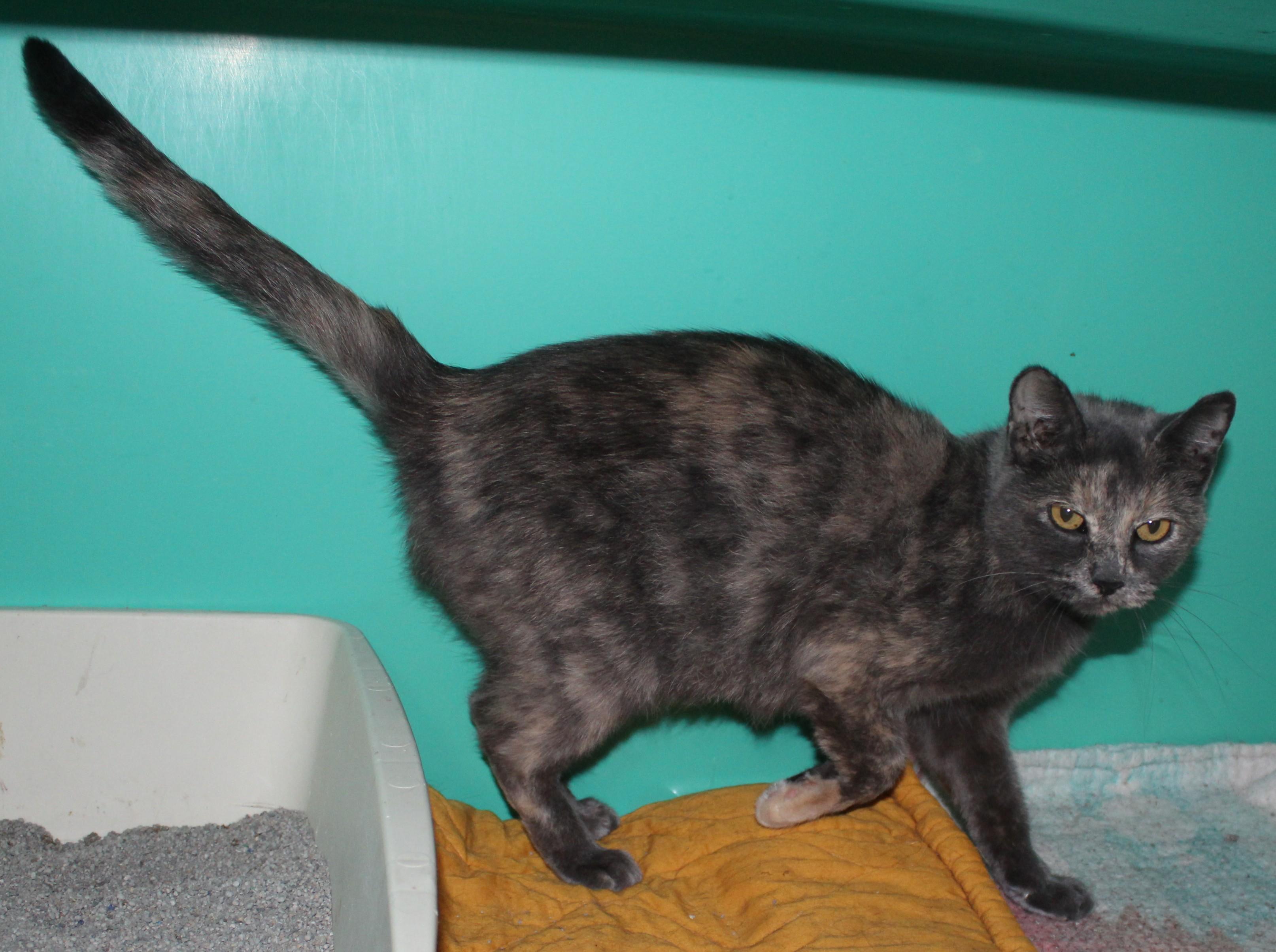 Enlarge Glory, a Adoptable mixed breed in Huron, SD image 4/4