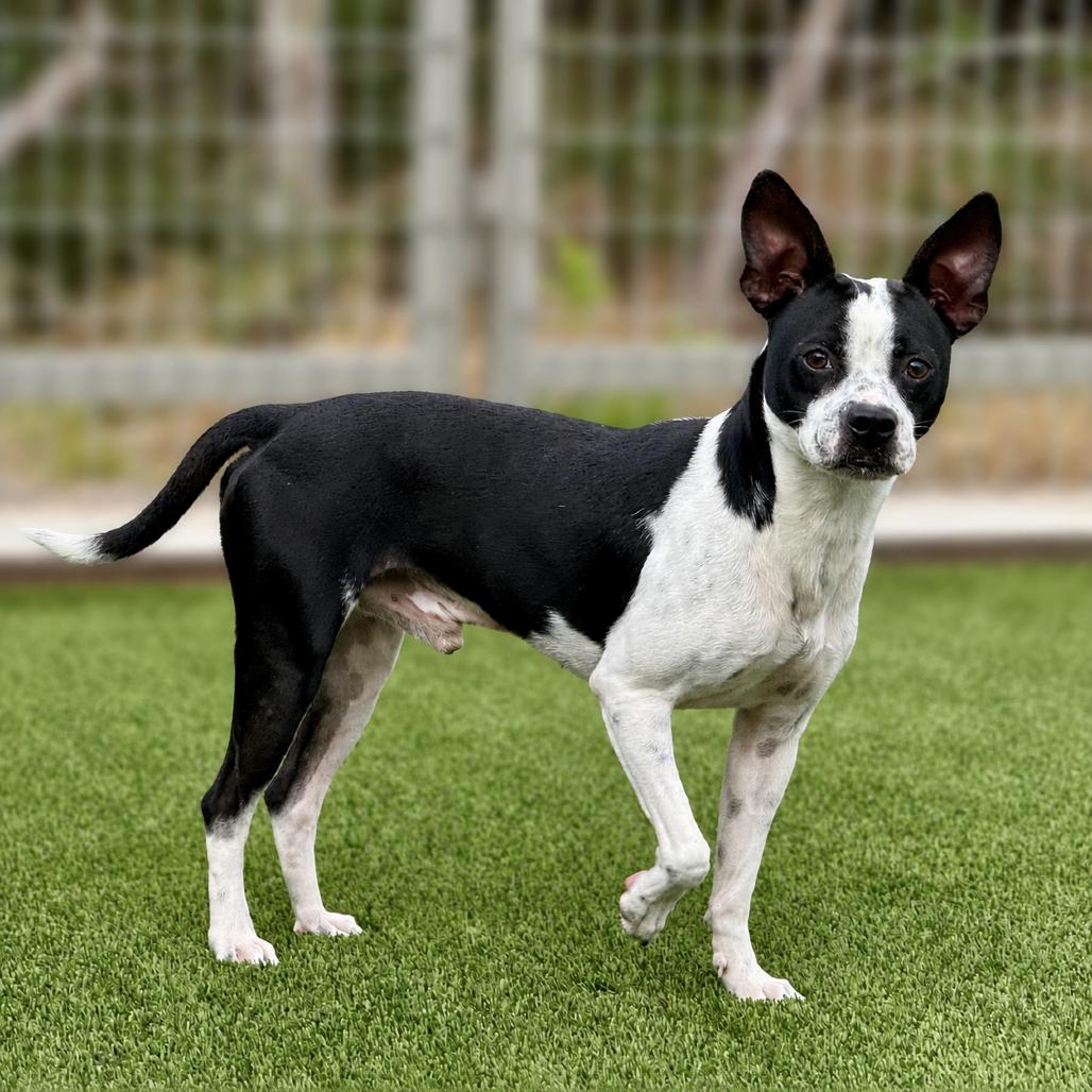 Shiner, Adoptable, Young Male Boston Terrier.