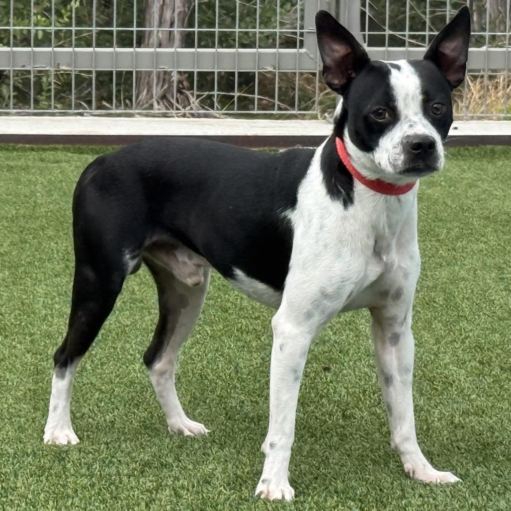 Enlarge Shiner, a Adoptable mixed breed in Austin, TX image 3/5
