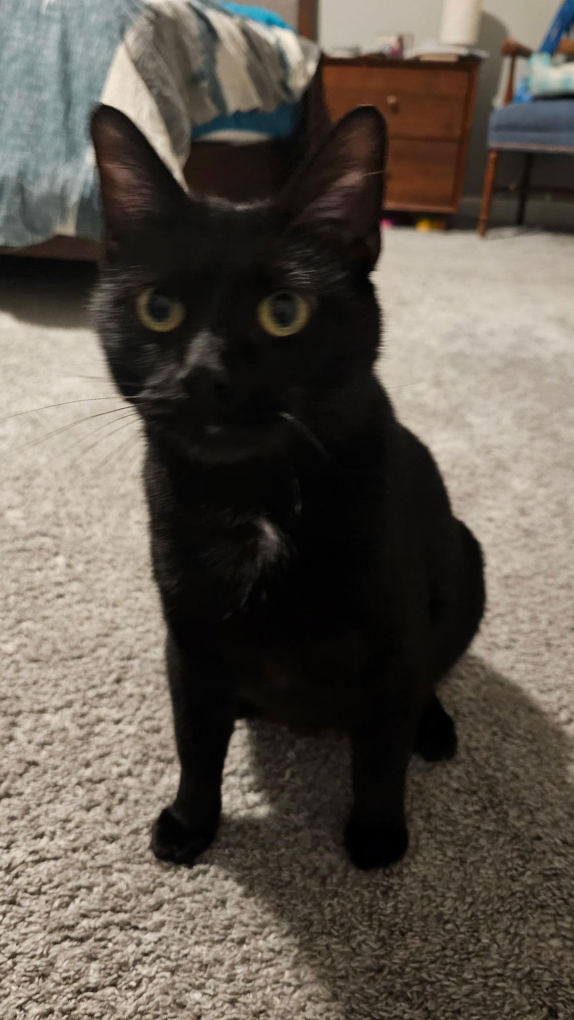 Enlarge Chilli, a Adoptable Domestic Short Hair in Forest Lake, MN image 1/2