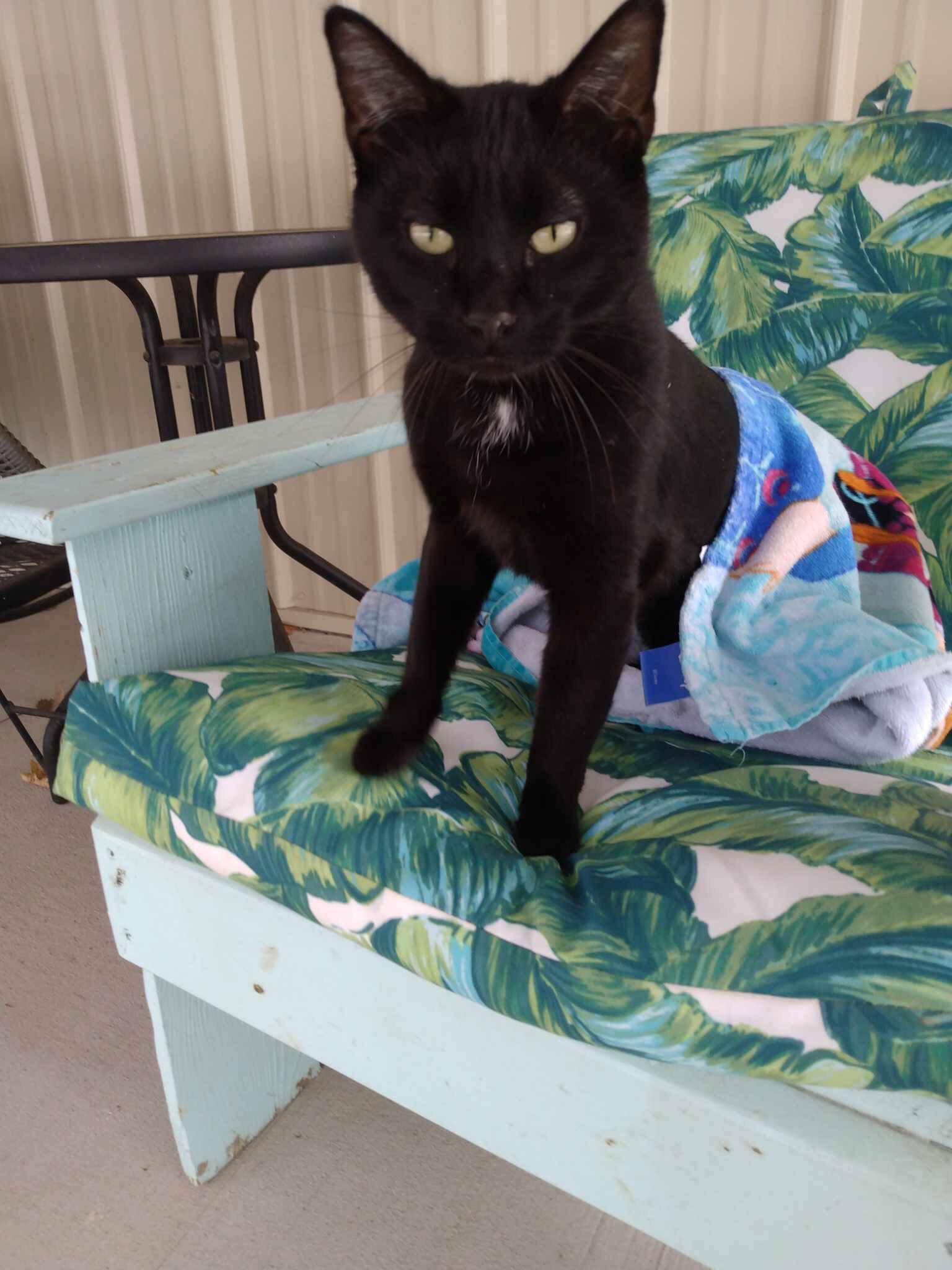 Enlarge Chilli, a Adoptable Domestic Short Hair in Forest Lake, MN image 2/2