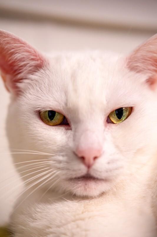 Lily, Adoptable, Senior Female Domestic Short Hair.