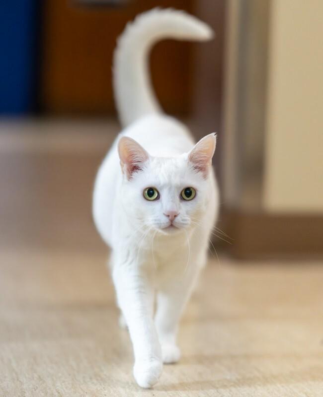 Enlarge Lily, a Adoptable Domestic Short Hair in Arlington, WA image 2/5