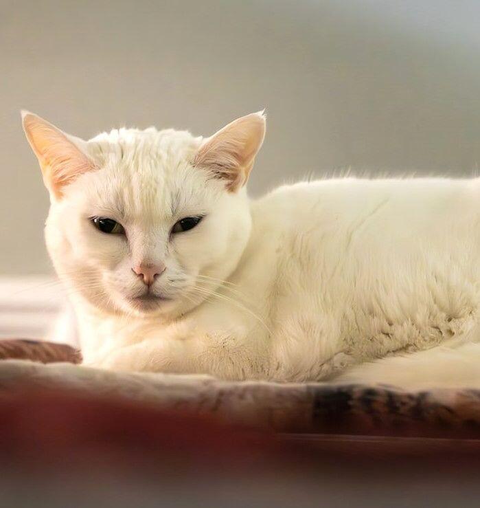 Enlarge Lily, a Adoptable Domestic Short Hair in Arlington, WA image 3/5