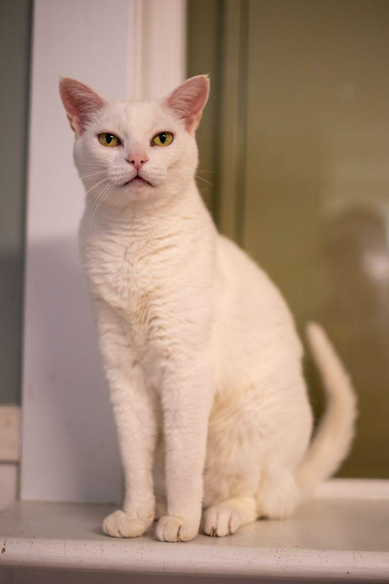 Enlarge Lily, a Adoptable Domestic Short Hair in Arlington, WA image 4/5