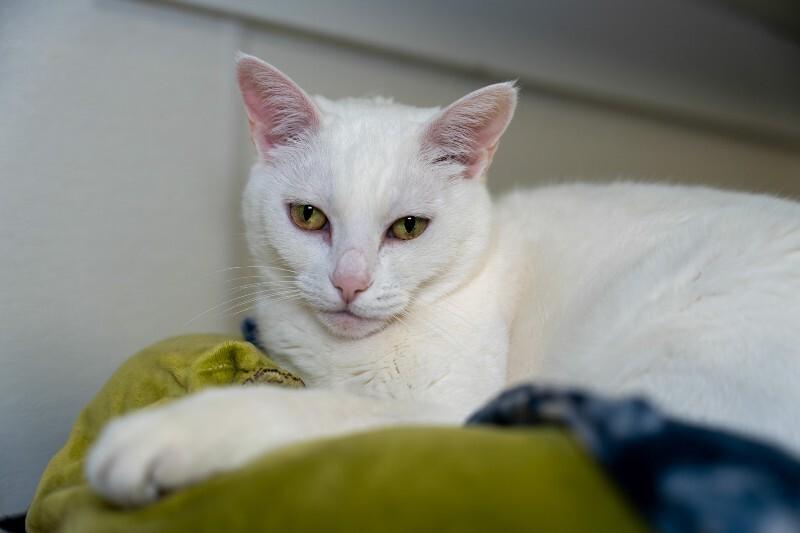 Enlarge Lily, a Adoptable Domestic Short Hair in Arlington, WA image 5/5