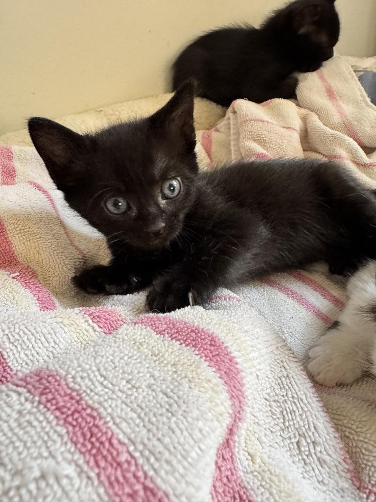 Enlarge Io, a Adoptable Domestic Short Hair in Stockbridge, GA image 2/5