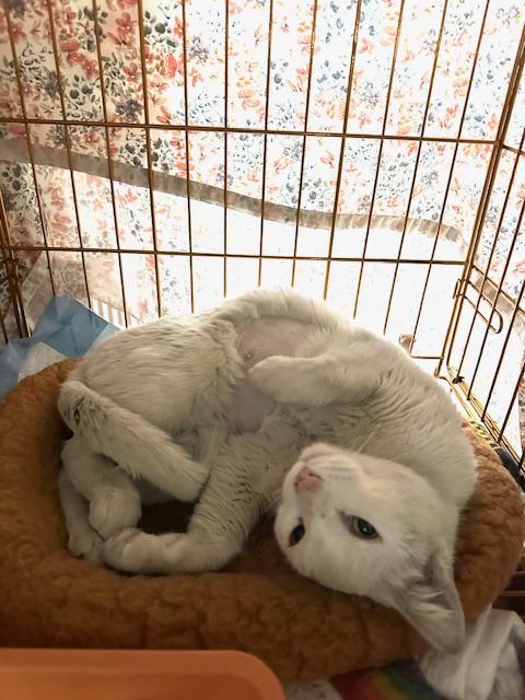Enlarge Reina, a Adoptable Domestic Short Hair in Los Angeles, CA image 6/6