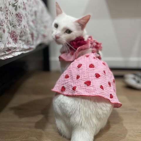 Enlarge Reina, a Adoptable Domestic Short Hair in Los Angeles, CA image 5/6