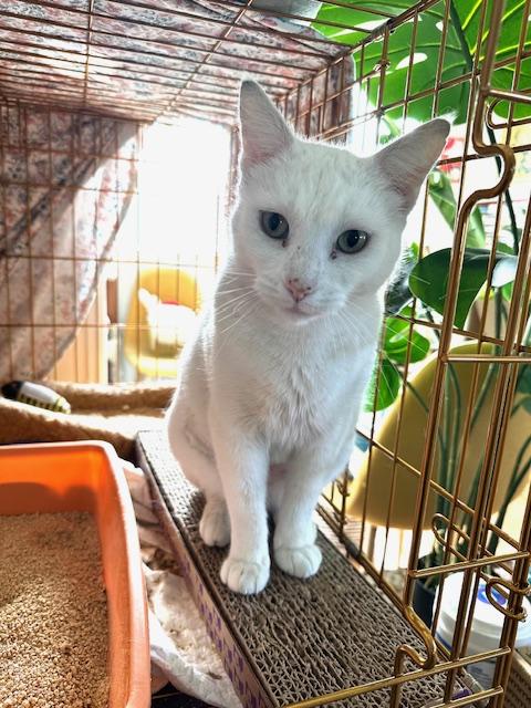 Enlarge Reina, a Adoptable Domestic Short Hair in Los Angeles, CA image 4/6