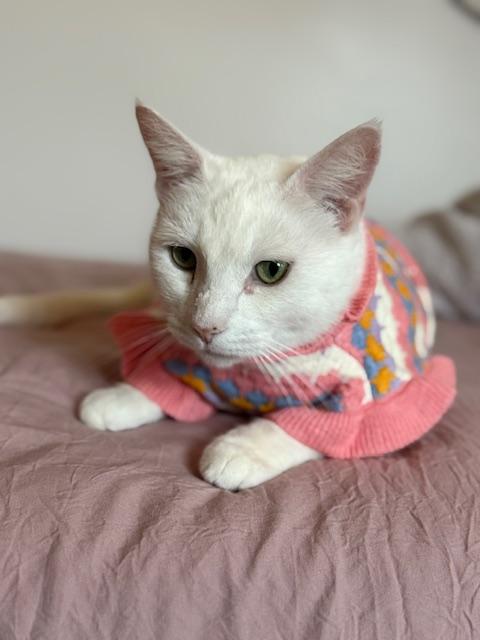 Enlarge Reina, a Adoptable Domestic Short Hair in Los Angeles, CA image 1/6