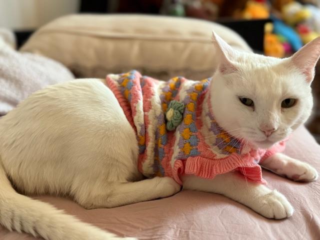 Enlarge Reina, a Adoptable Domestic Short Hair in Los Angeles, CA image 2/6