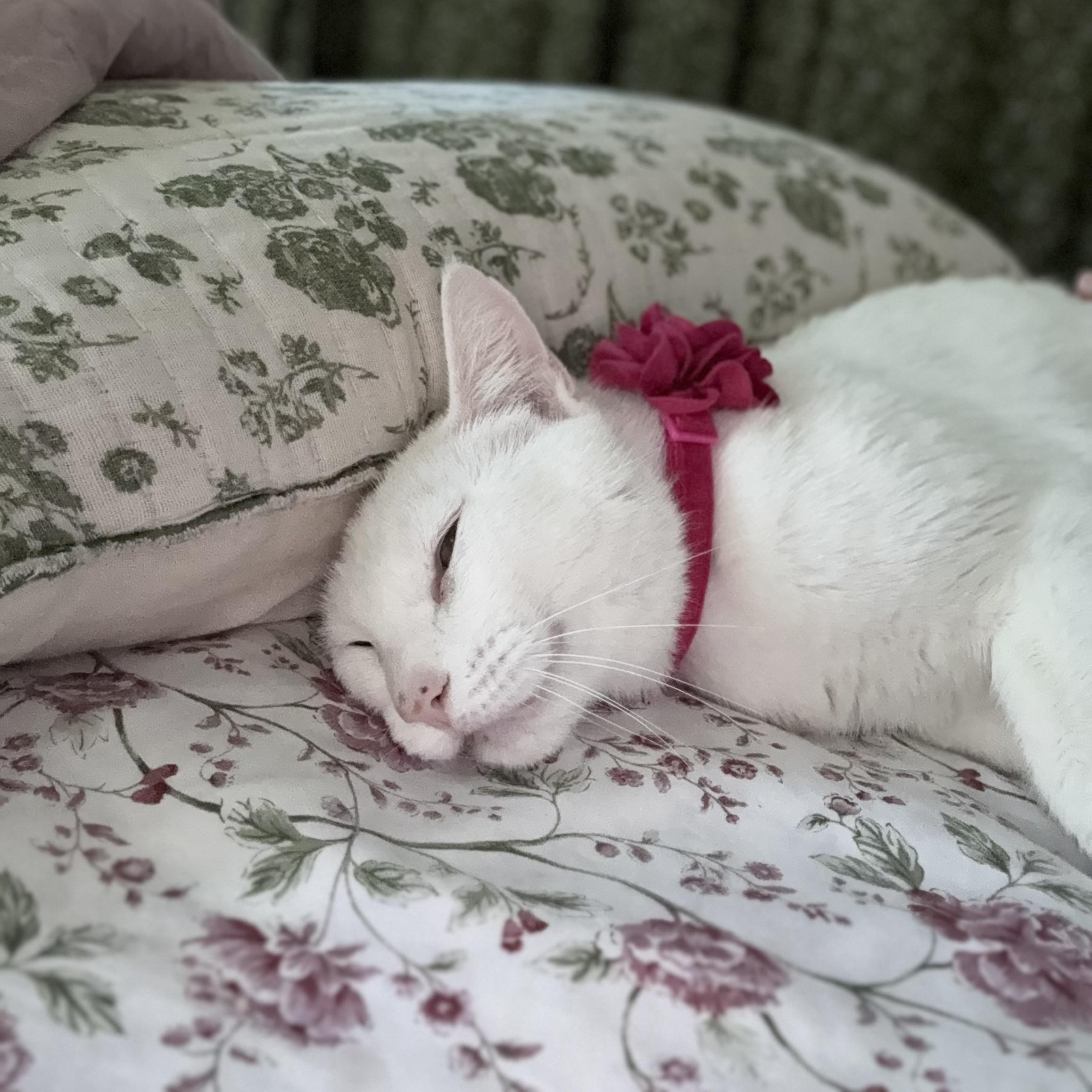 Enlarge Reina, a Adoptable Domestic Short Hair in Los Angeles, CA image 3/6