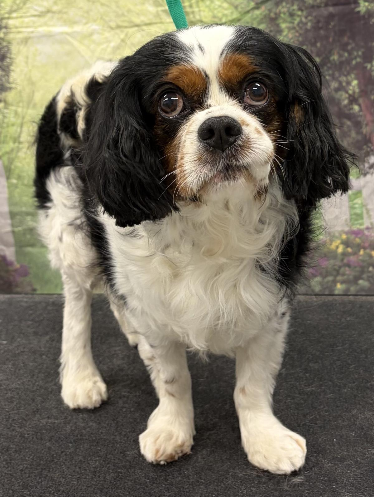 Oliver, Adoptable, Adult Male Cavalier King Charles Spaniel.