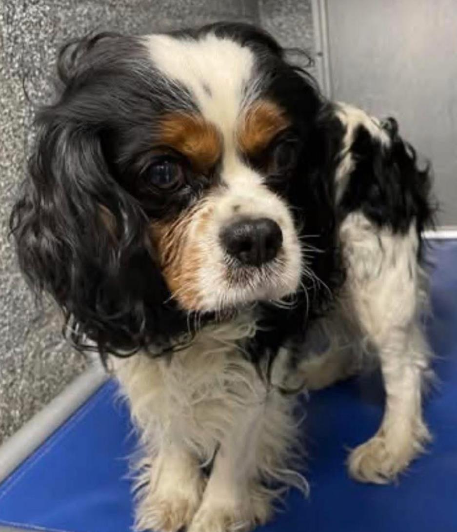 Enlarge Oliver, a Adoptable Cavalier King Charles Spaniel in Westminster, MD image 2/3