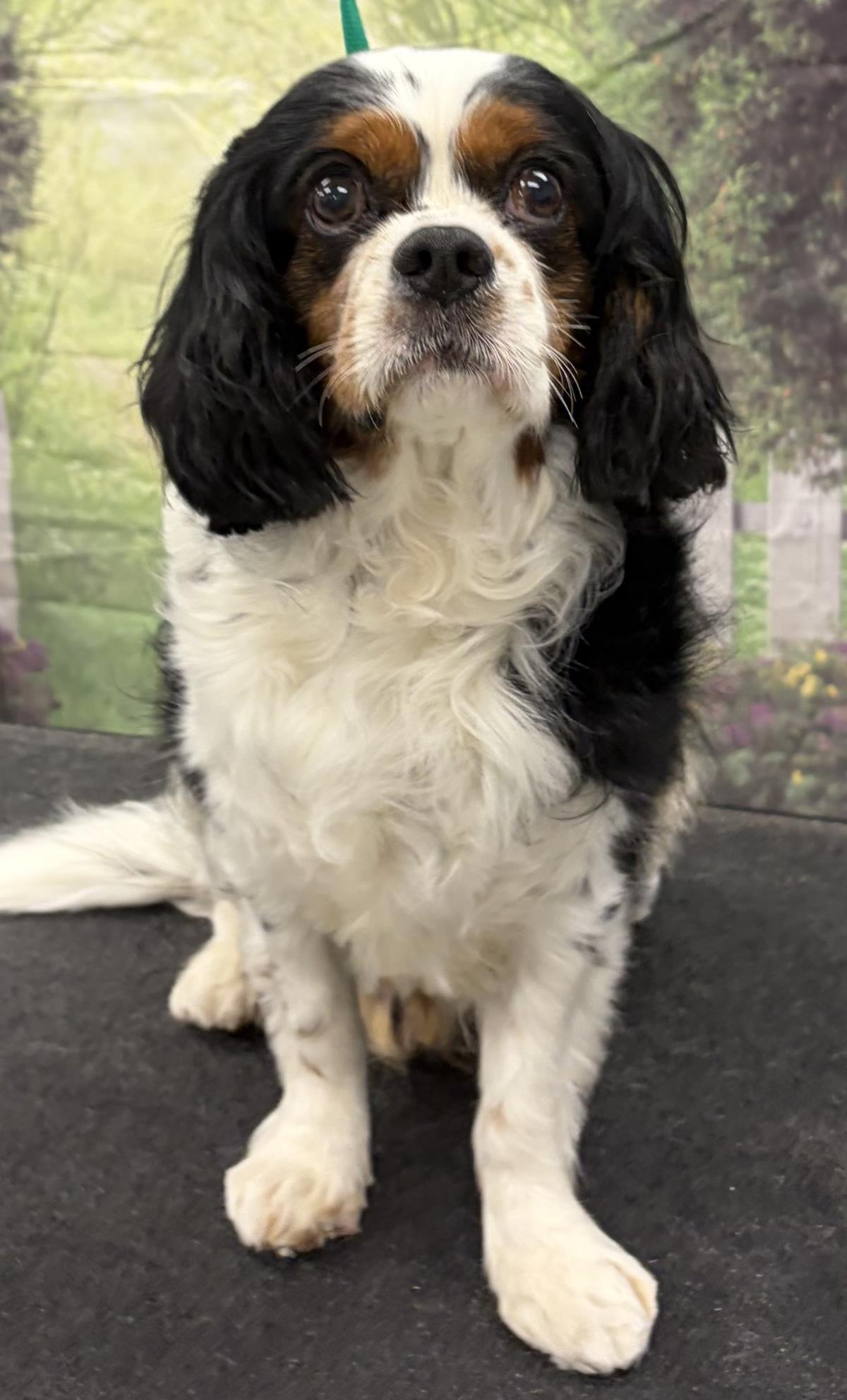 Enlarge Oliver, a Adoptable Cavalier King Charles Spaniel in Westminster, MD image 3/3