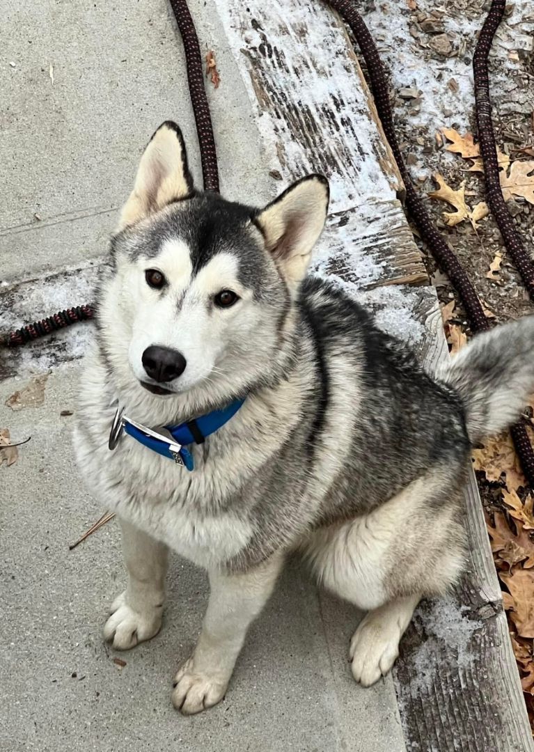 Snow (aka Snowball), Adult Male Siberian Husky