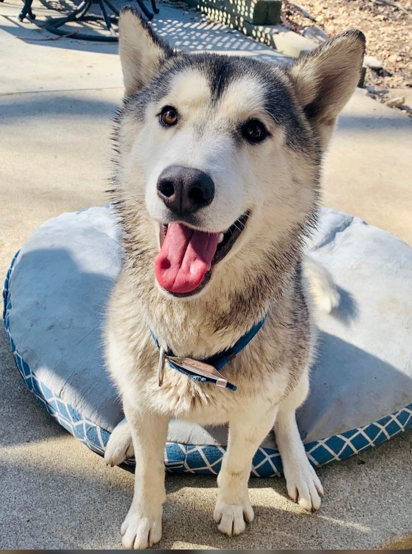 Snow (aka Snowball), a Adoptable Siberian Husky in Lake Arrowhead, CA image 2/10