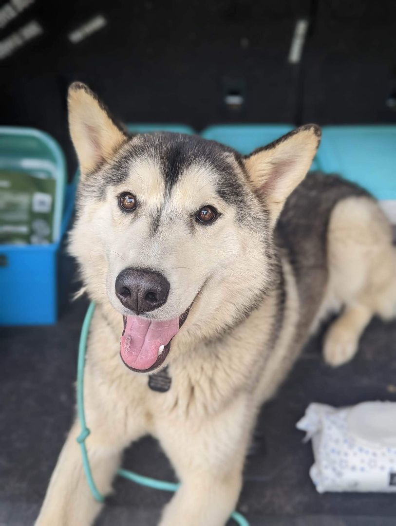 Snow (aka Snowball), a Adoptable Siberian Husky in Lake Arrowhead, CA image 3/10