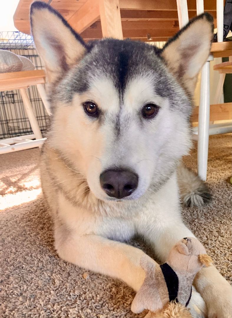 Snow (aka Snowball), a Adoptable Siberian Husky in Lake Arrowhead, CA image 4/10