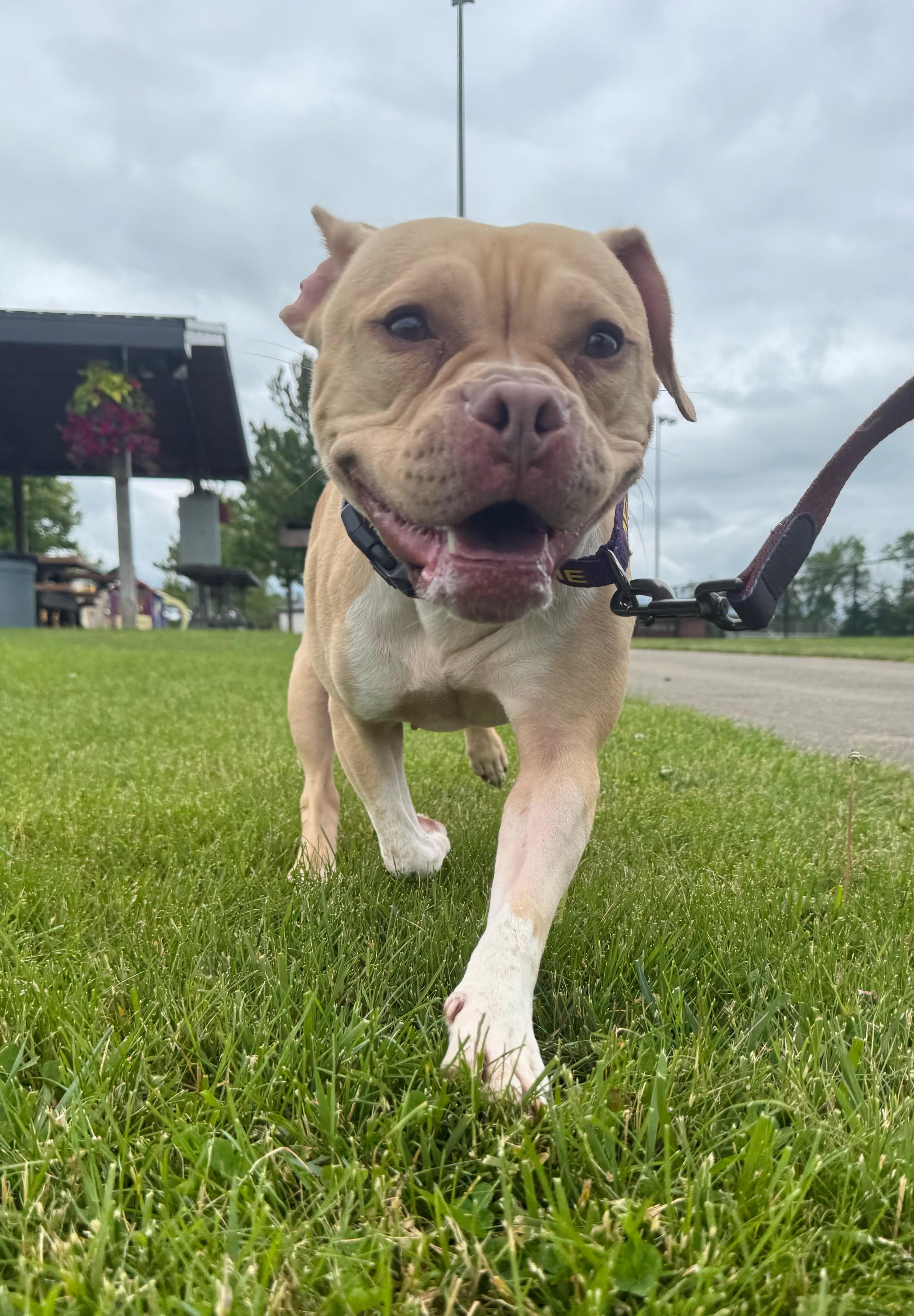 Enlarge Audra, a Adoptable mixed breed in Carnegie, PA image 1/6