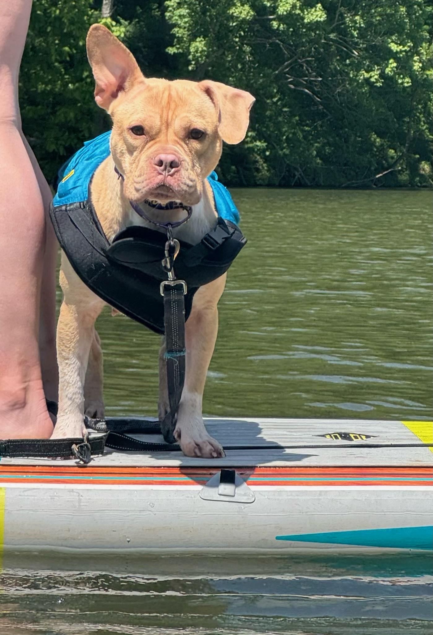 Enlarge Audra, a Adoptable mixed breed in Carnegie, PA image 3/6