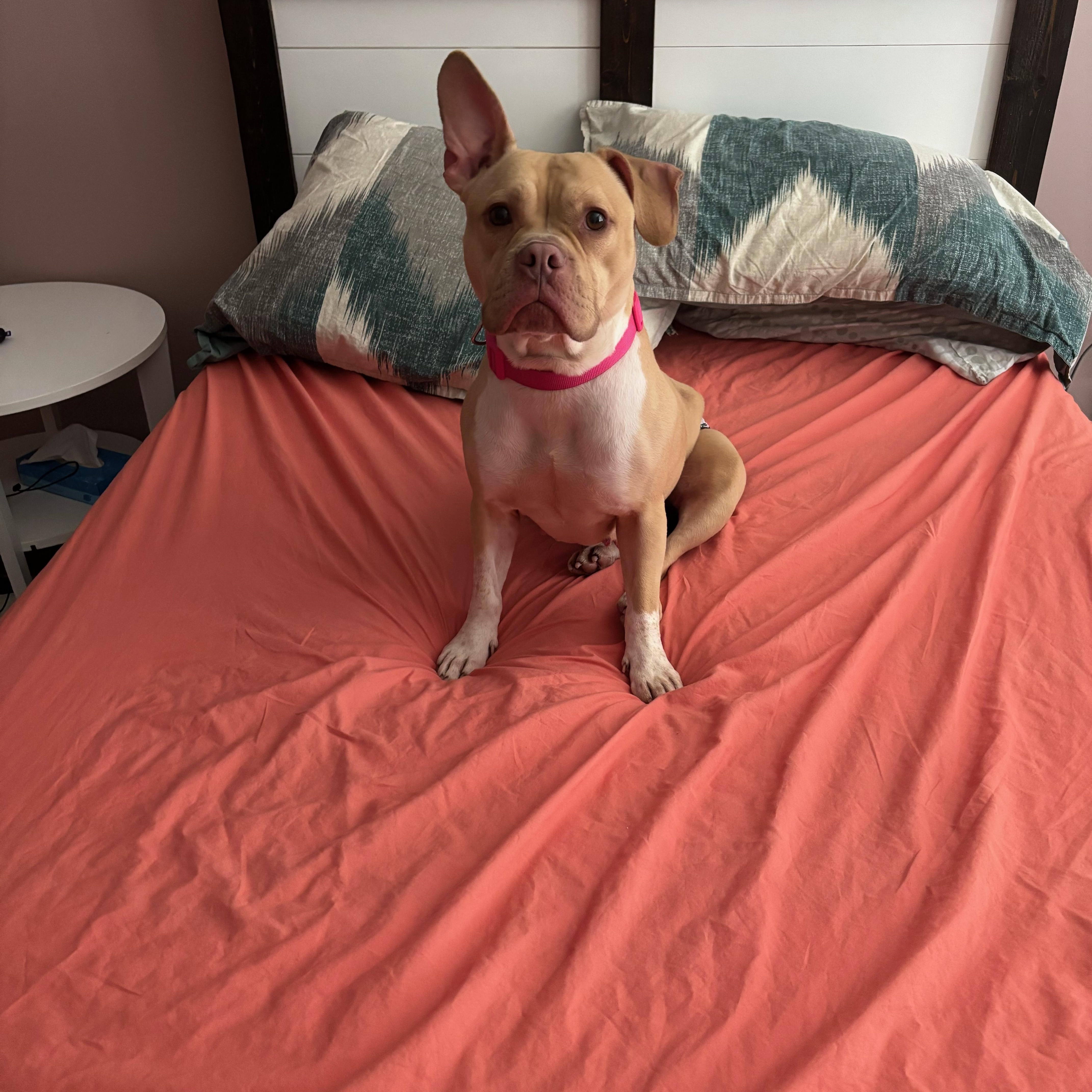 Enlarge Audra, a Adoptable mixed breed in Carnegie, PA image 6/6