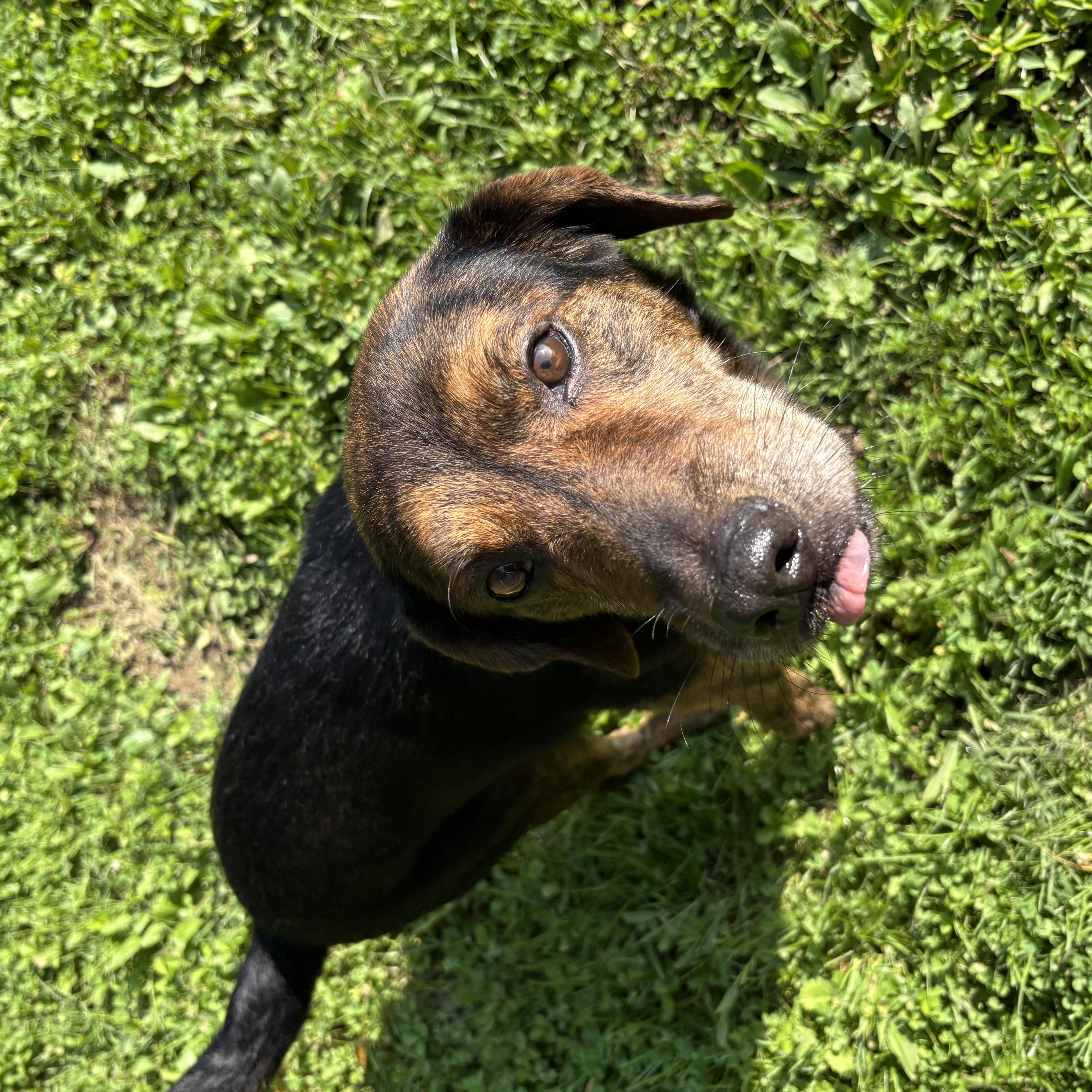 Enlarge Victor, a Adopted mixed breed in Circleville, OH image 2/2