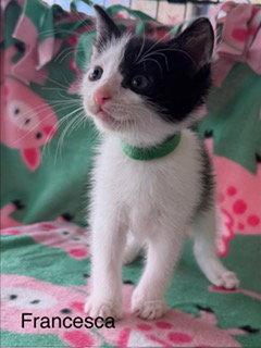 Francesca, Adoptable, Kitten Female Domestic Short Hair.