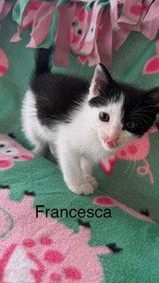 Enlarge Francesca, a Adoptable Domestic Short Hair in Oakland Park, FL image 2/3